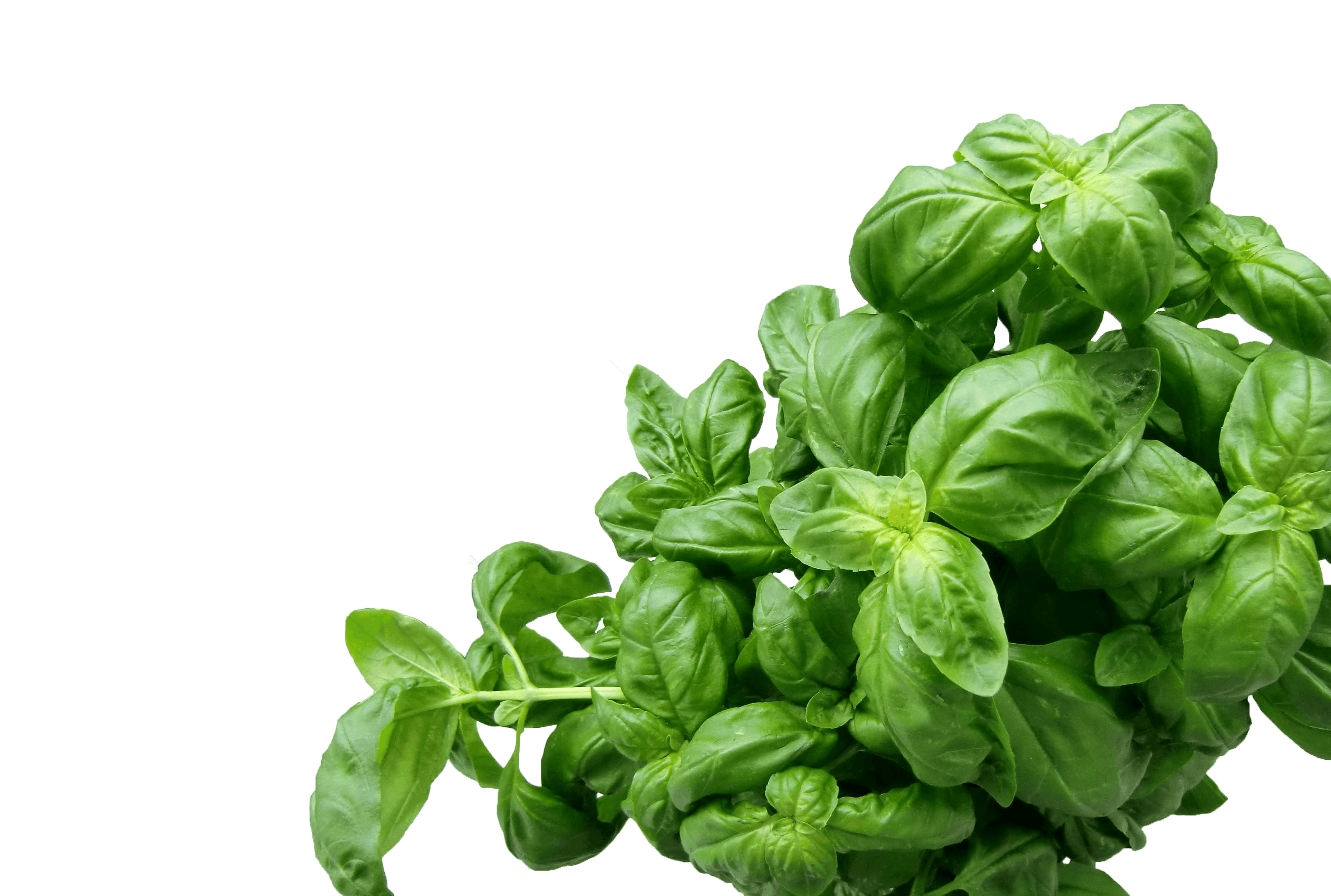 basil